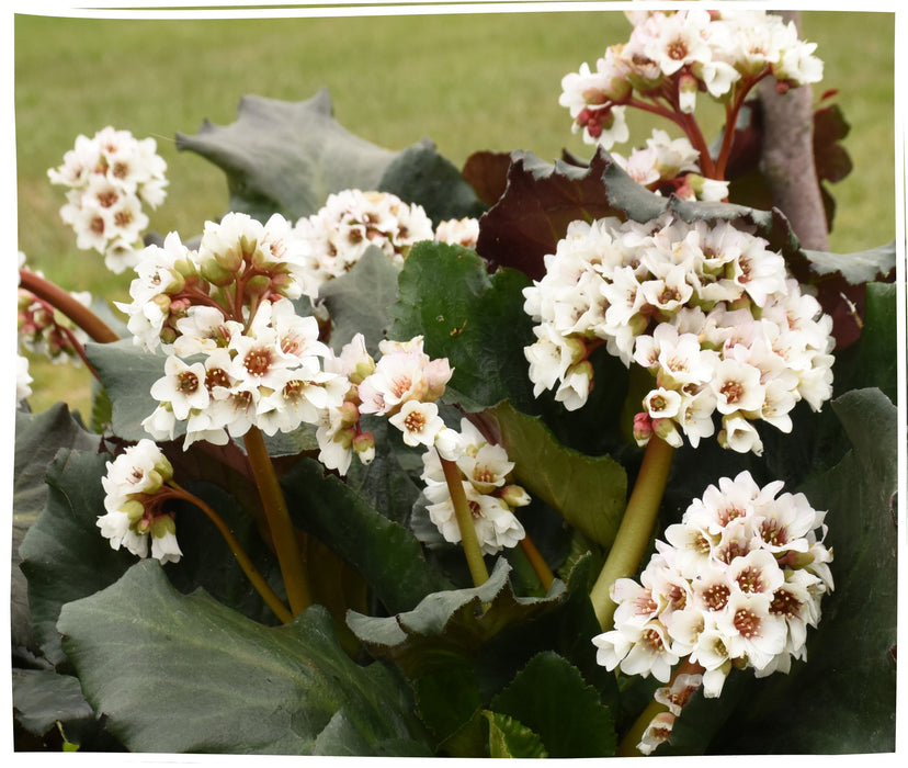 Bergenia-Happ. Ever After - G1