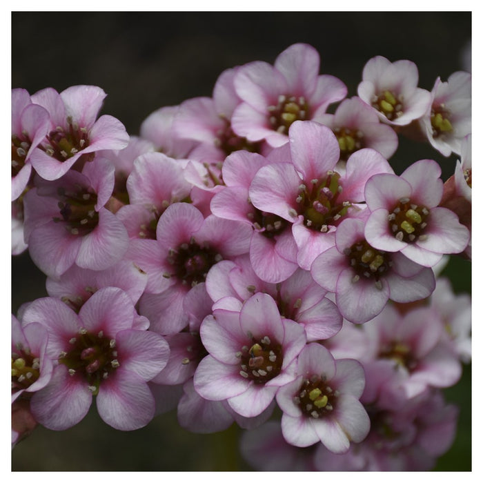 Bergenia-Peppermint Patty - G1