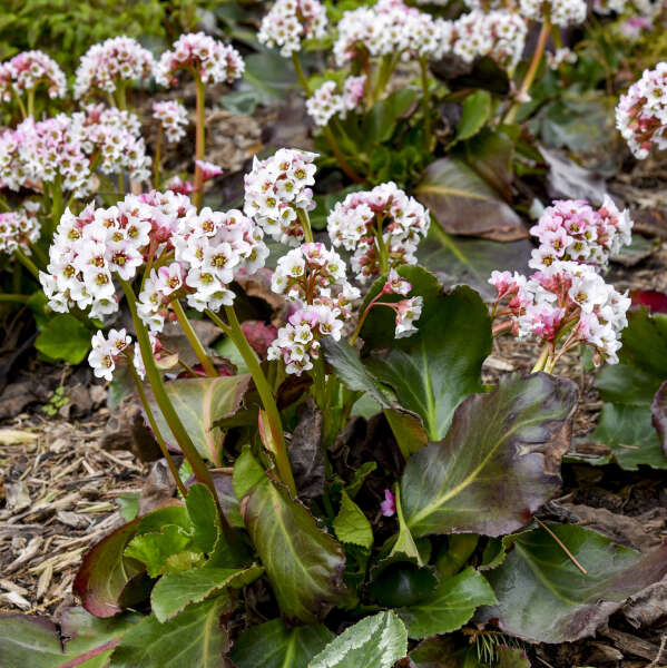 Bergenia-Peppermint Patty - G1