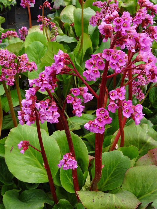 Bergenia-Winterglow - G1