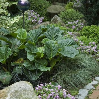 Bergenia-Winterglow - G1