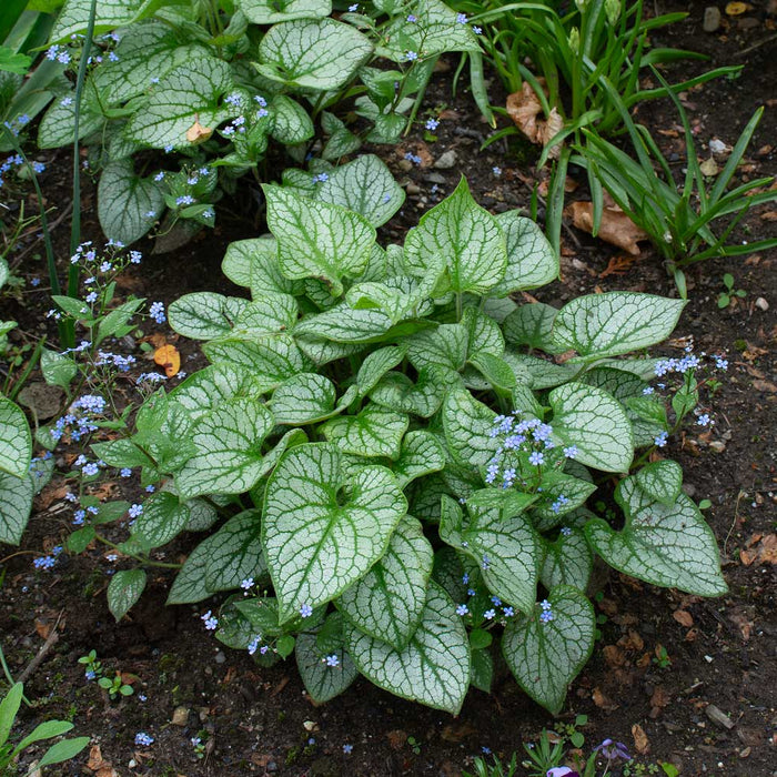 Brunnera-Jack Frost - G1