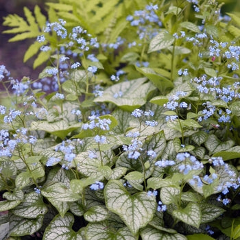Brunnera-Jack Frost - G1