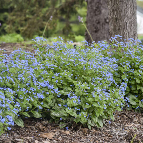 Brunnera-Jack of Diamonds - G1