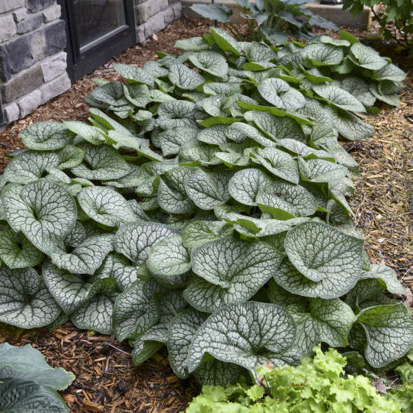 Brunnera-Jack of Diamonds - G1