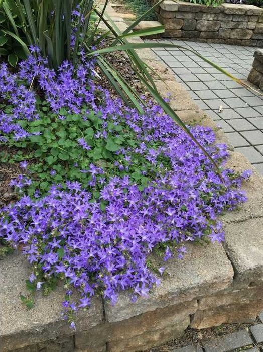 Campanula-Blue Waterfall - G1