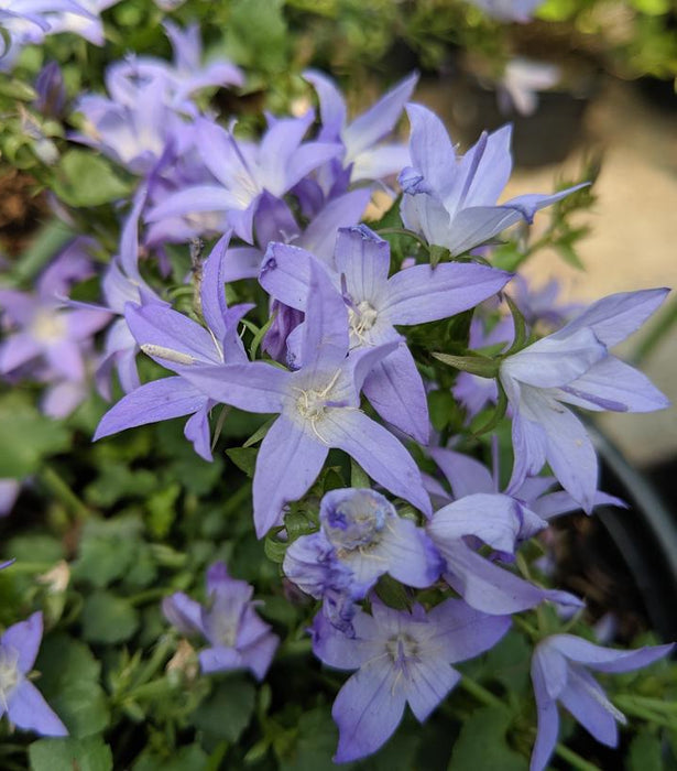 Campanula-Blue Waterfall - G1