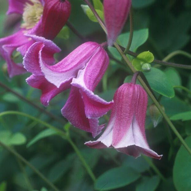 Vi, Cl.-Etoile Rose - G1