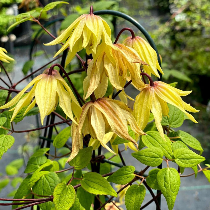 Vi, Cl.-Funyella - G1