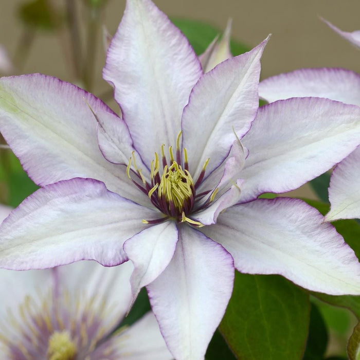 Vi, Cl.-Samaritan Jo - G1