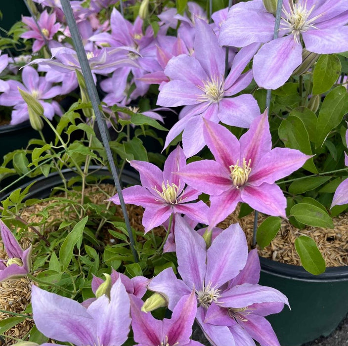 Vi, Cl.-Volunteer - G1