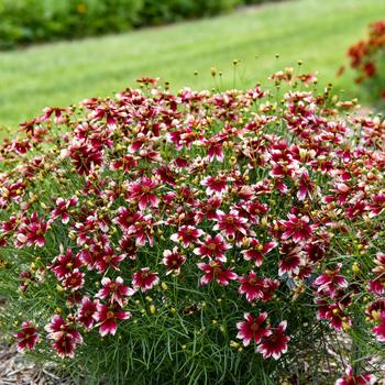 Coreopsis-Heartstrings - G1