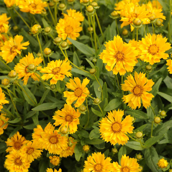 Coreopsis-Jethro Tull - G1