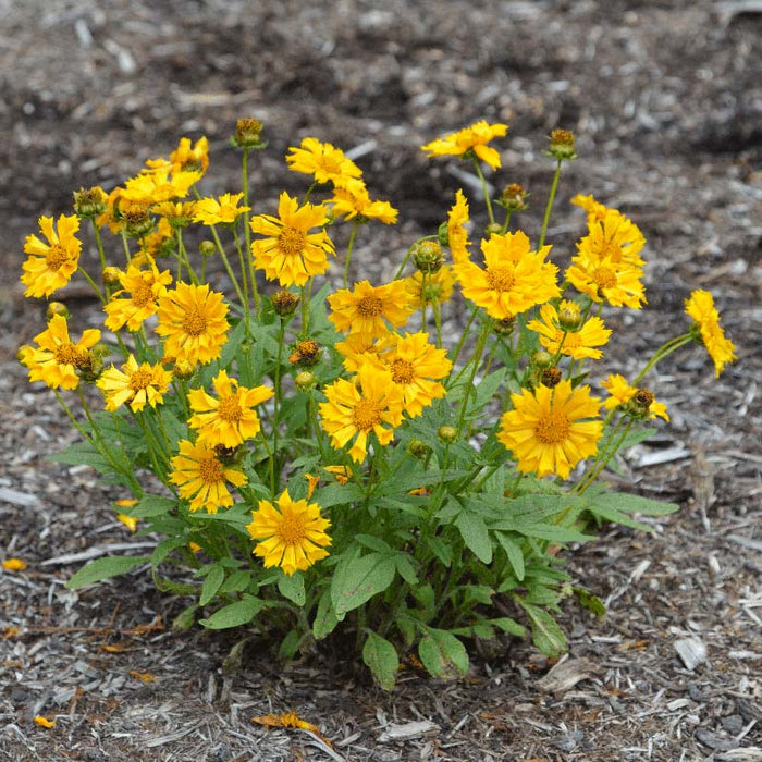 Coreopsis-Jethro Tull - G1