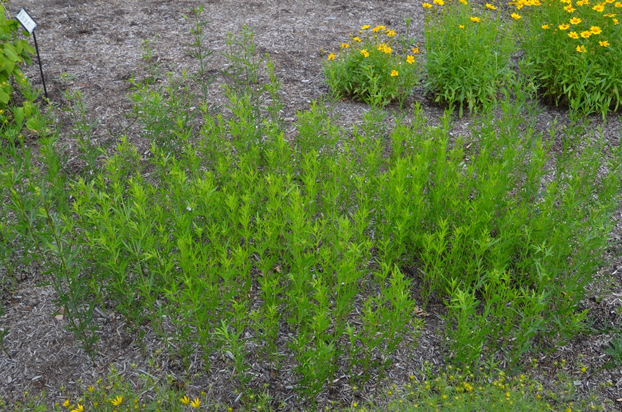 Coreopsis-Prair. Coreopsis - G1