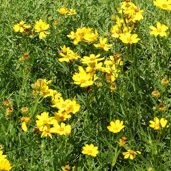 Coreopsis-Prair. Coreopsis - G1