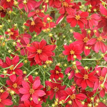Coreopsis-Scarlet Ribbons - G1