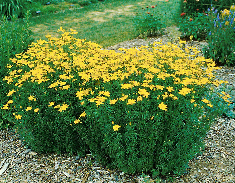 Coreopsis-Zagreb - G1