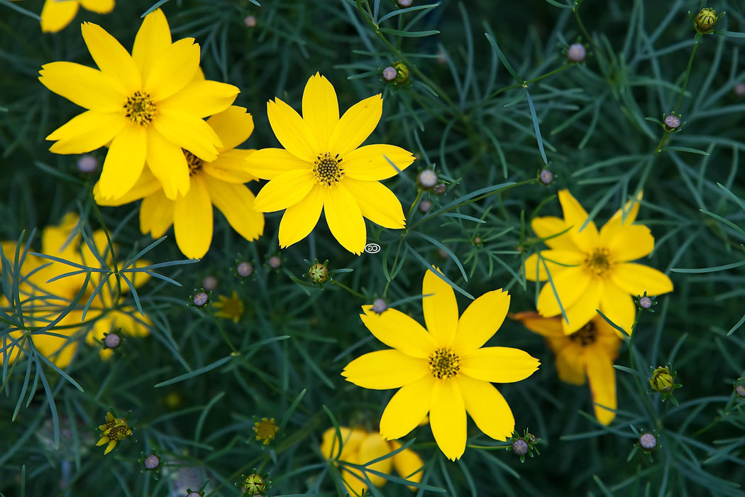 Coreopsis-Zagreb - G1