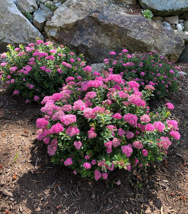 Spirea-Pop Rocks Petite - G2