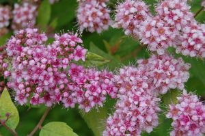 Spirea-Goldmound - G2