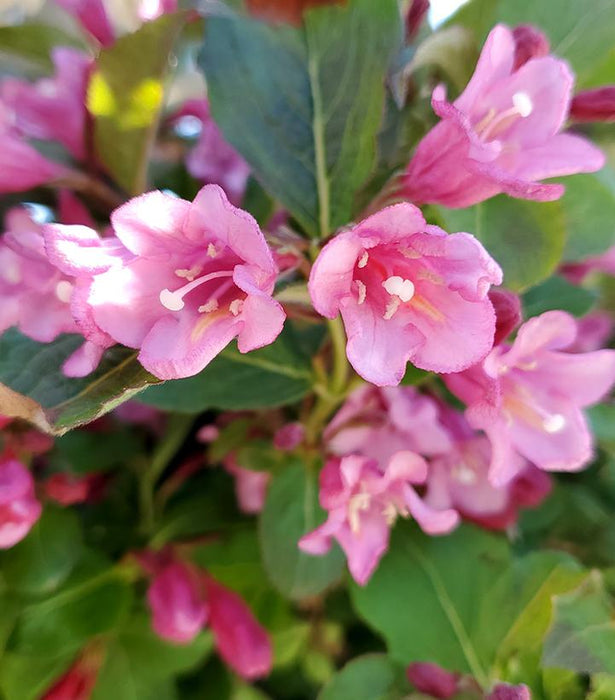 Weigela-Midnight Sun - G3