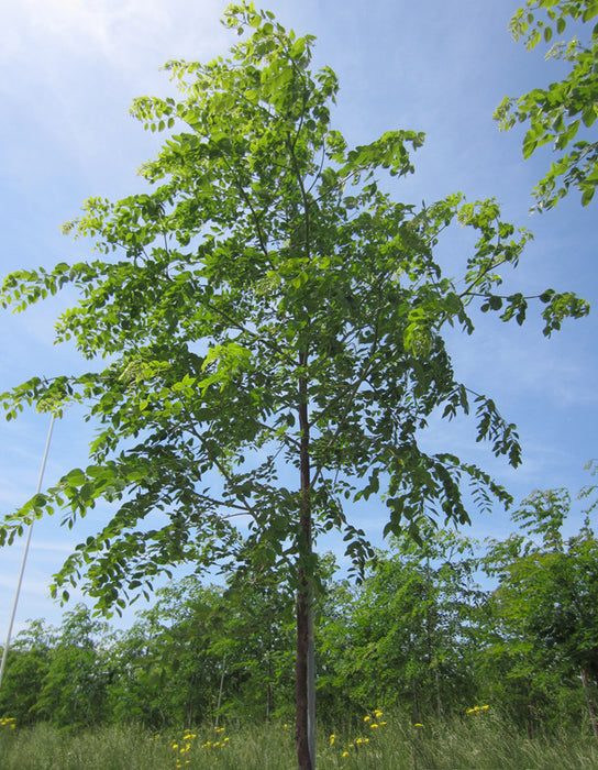 Coffee Tree-Decaf - 2"