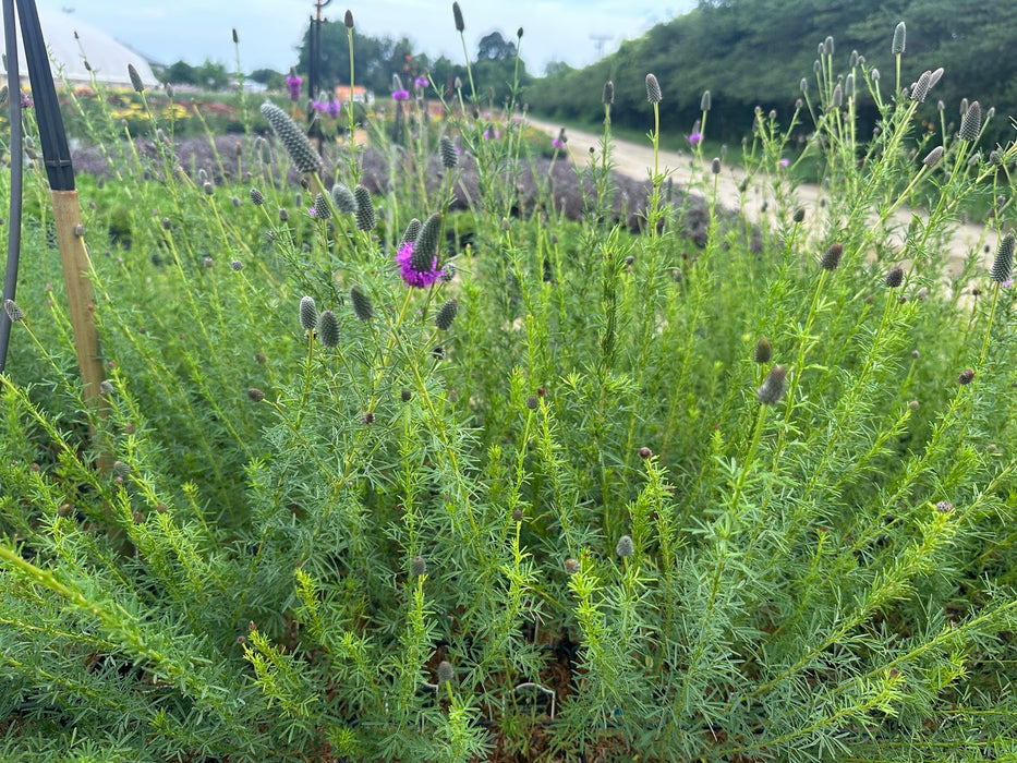 Dalea-Purp Prairie Clover - G1