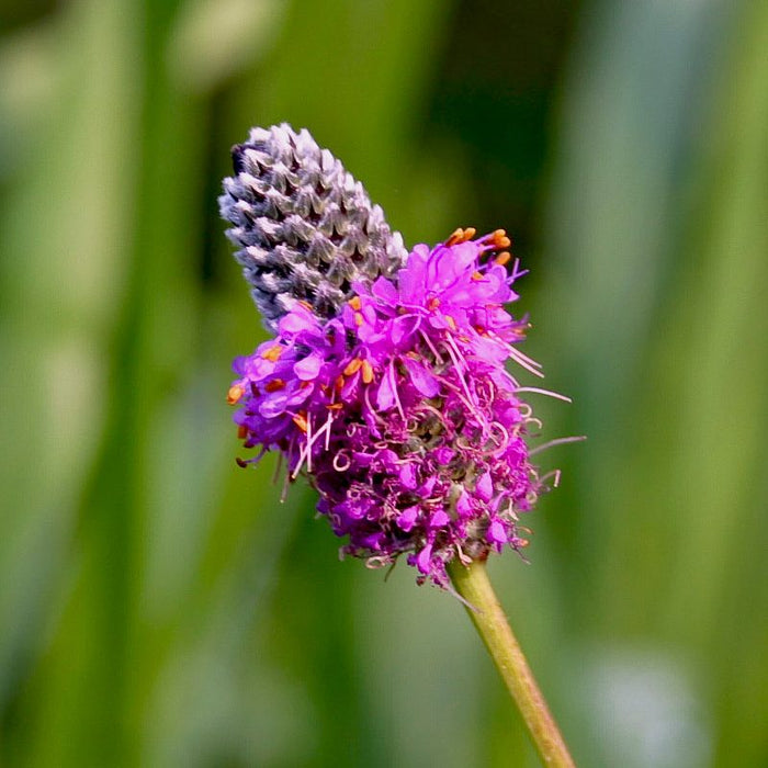 Dalea-Purp Prairie Clover - G1