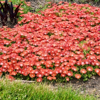 Delosperma-Dancing Embers - G1