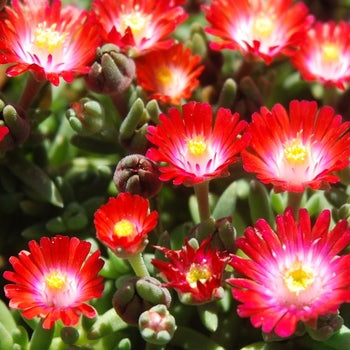 Delosperma-Desert Grenade - 4.5