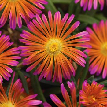 Delosperma-Ocean Glow - 4.5"