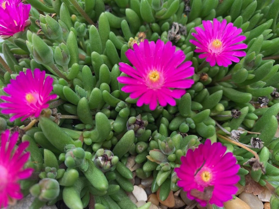 Delosperma-Desert Opal - 4.5"