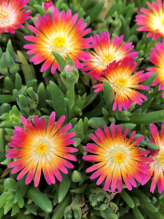 Delosperma-Desert Ruby - 4.5"