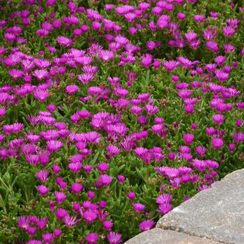 Delosperma-Violet - G1