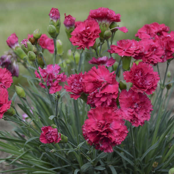 Dianthus-Cran. Cocktail - G1