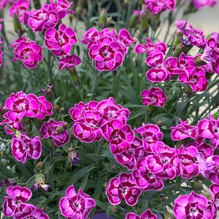 Dianthus-Ever. Violet Blue - G1