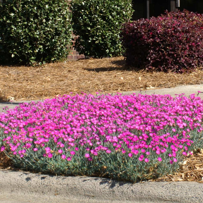 Dianthus-Firewitch - G1