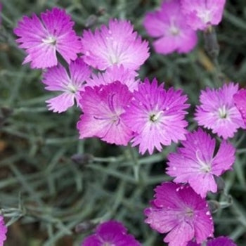 Dianthus-Firewitch - G1