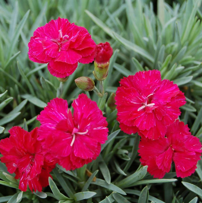 Dianthus-Frosty Fire - G1