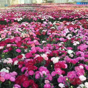 Dianthus-Milk Cherry - G1
