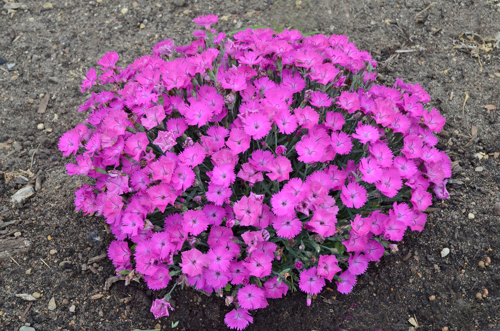 Dianthus-Pt the town Fuch. - G1