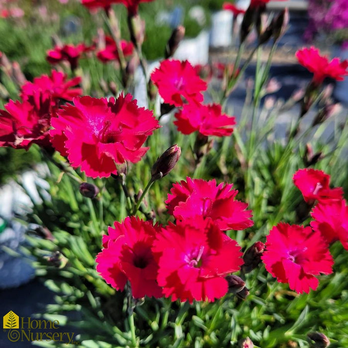 Dianthus-Pnt the Town Red - G1