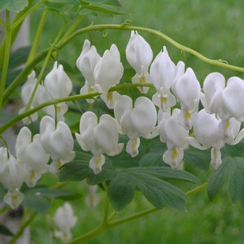 Dicentra- Bl Ht Spec  Alba - G1