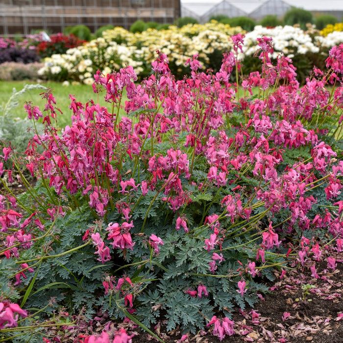 Dicentra-Passion Hearts - G1