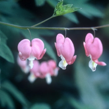 Dicentra-Bl Ht Spec Pink - G1