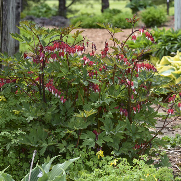 Dicentra-Valentine - G1