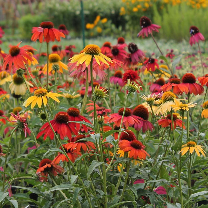 Echinacea-Cheyenne Spirit - G1