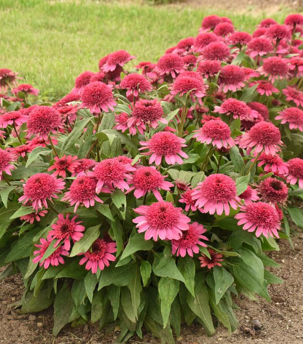 Echinacea-Raspberry Beret - G1