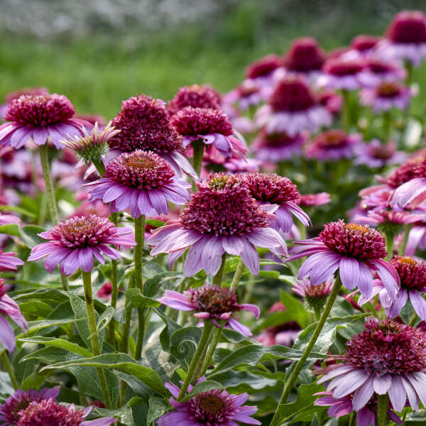 Echinacea-Everything Rosy - G1